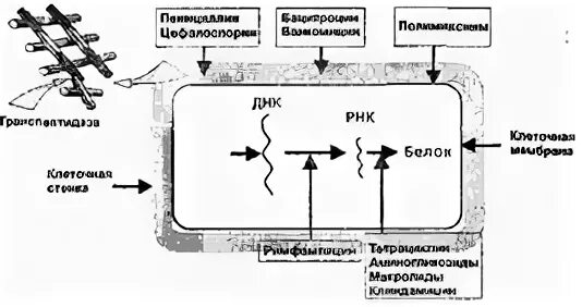 Воздействие на бактериальную клетку антибиотиков. Механизм действия антибиотиков на бактериальную клетку. Механизм действия антибиотиков на клетки мишени. Механизм действия стрептомицина биохимия.