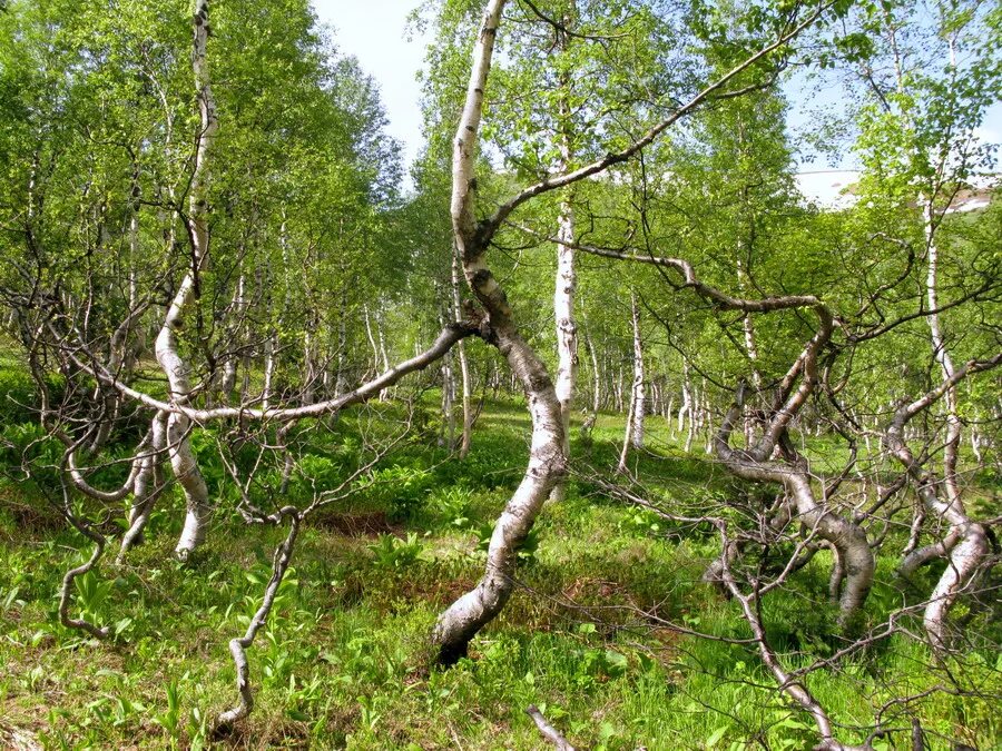 В тундре растут березы. Betula tortuosa. Береза Извилистая. Криволесье в тундре. Карликовая береза на Ямале.