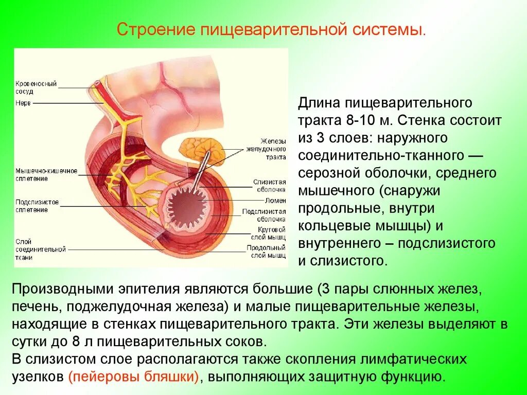 Строение оболочек пищеварительного тракта. Строение полого органа пищеварительной системы. Соединительная ткань пищеварительного тракта. Строение слизистой оболочки органов пищеварительной системы. Какие функции выполняет слизистая оболочка