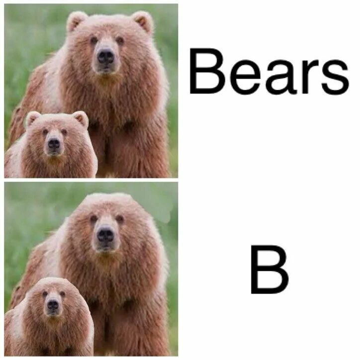 B meme. Bear Мем. Медведь по английскому. Скромный медведь. Стеснительный медведь.