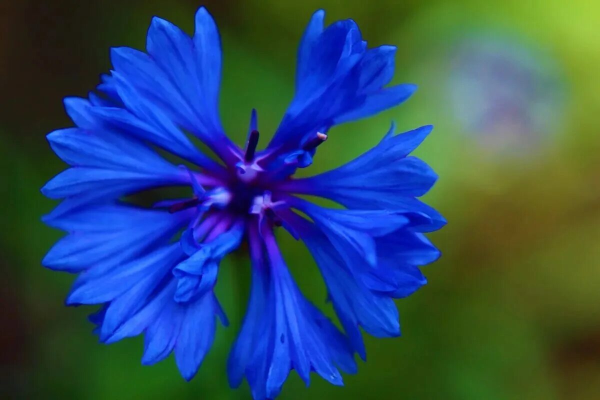 Васильки 3 класс. Василек цветы. Василек цветок Василек. Василек синий (Centaurea cyanus). Василек крупноцветковый.