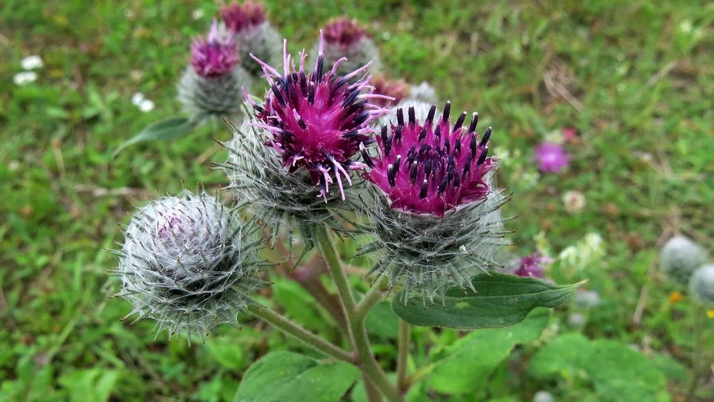 Лопух большой arctium lappa. Таежный репейник. Шиповник лебеда репейник. Репейник моли такедо. Репейник (burdock).