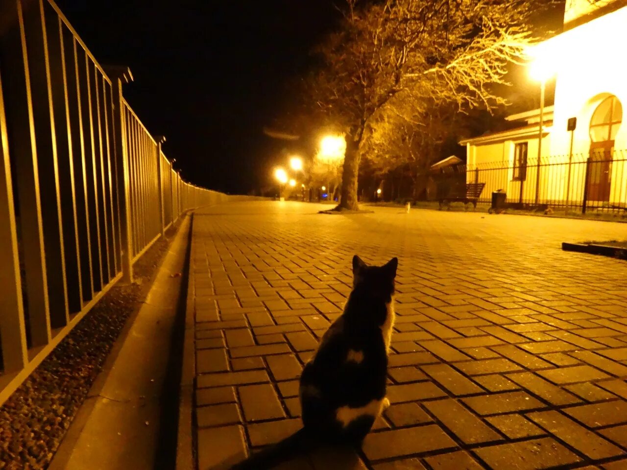 Кот гуляет ночью. Вечера с кошкой. кошка гуляет. котики гуляют вечером. гулять ночью.