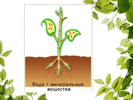 Корни водных растений