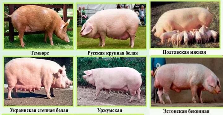 Породы свиней с фотографиями и названиями Селекция свиней фото