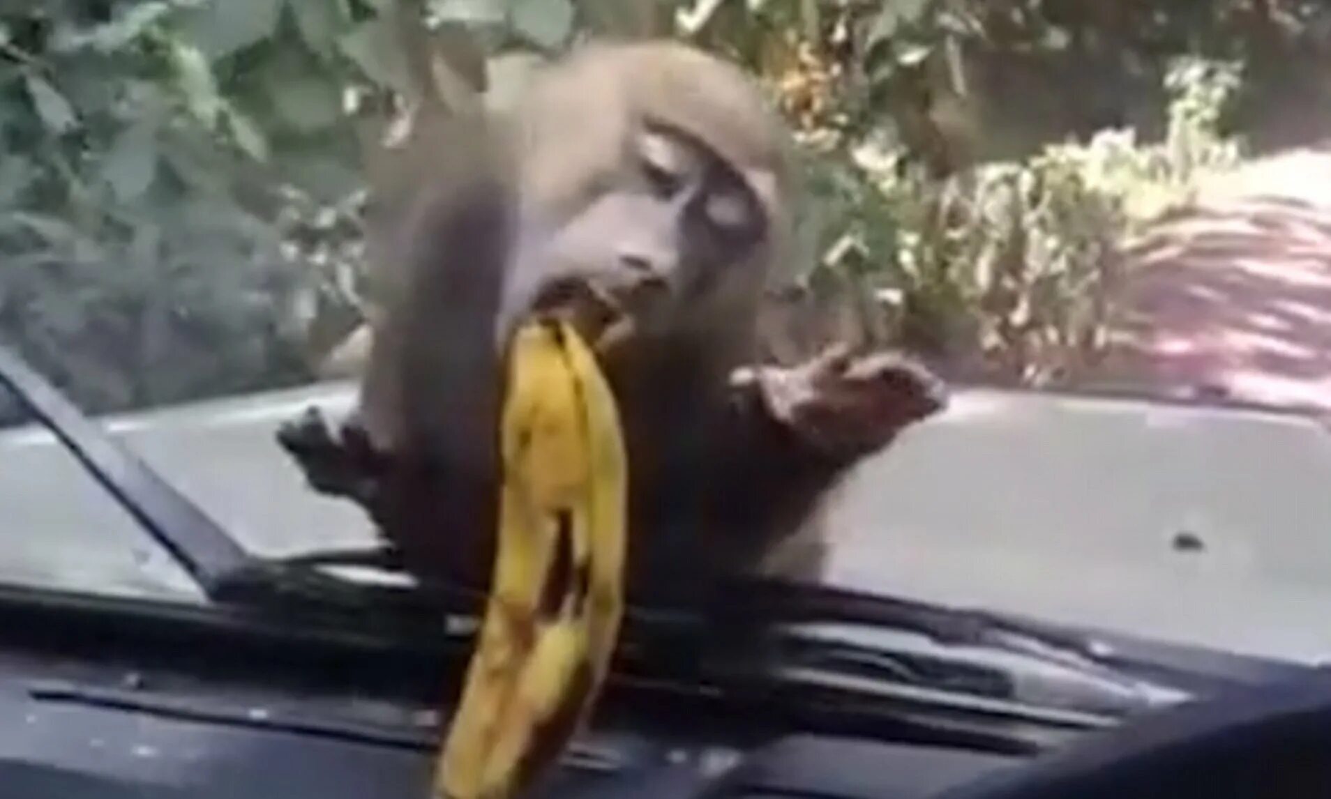 Обезьяна ест банан. Мартышка ест банан. Обезьяна с бананом. Обезьянка кушает банан. Песня обезьяна подавилась бананом