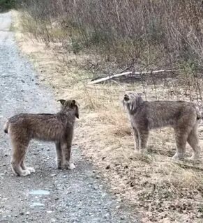 Мой дикий друг где