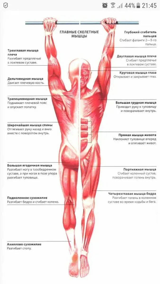 Мышцы человека названия функции. Мышцы человека и их функции анатомия. функции скелетных мышц человека анатомия. скелет мышцы и строение их функции. мышцы человека анатомия и их крепления.
