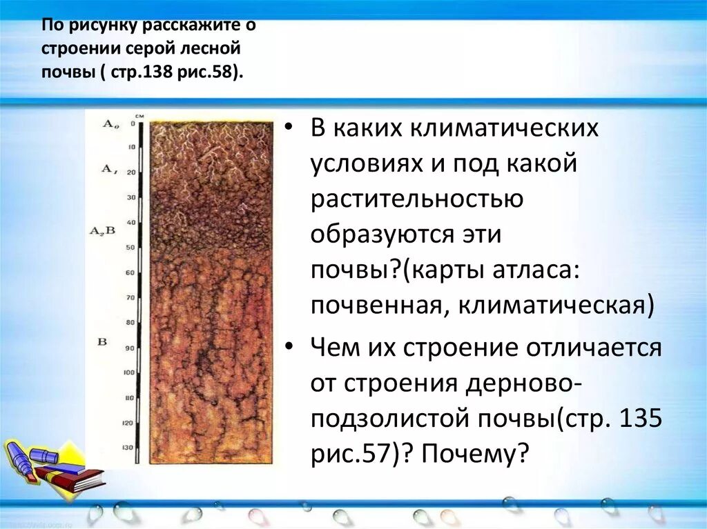 Структура серых лесных почв. Строение профиля серых лесных почв. Светло-серые Лесные почвы. Серые Лесные оподзоленные почвы. Состав серых лесных почв