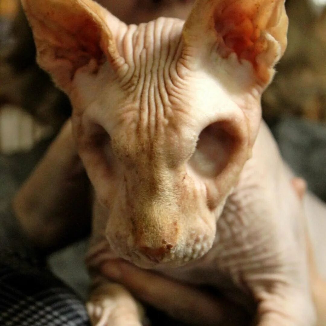 Video This eyeless, hairless cat is the cutest little skeleton - ABC News
