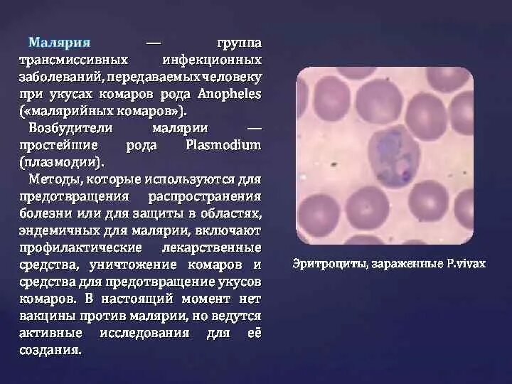 Тяжелое течение малярии ассоциируется с возбудителем. Возбудитель малярии плазмодий. Малярия возбудитель заболевания. Инфекционные заболевания малярия. Простейшие возбудители трансмиссивных заболеваний.