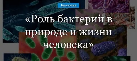 Бактерии важная роль