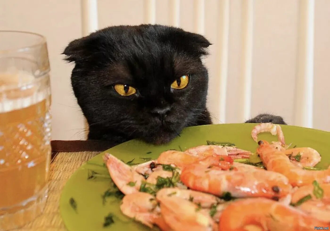 Кот ворует еду. Котик с едой. Еда для кошек. Кот ест на столе. Кот ест на столе.