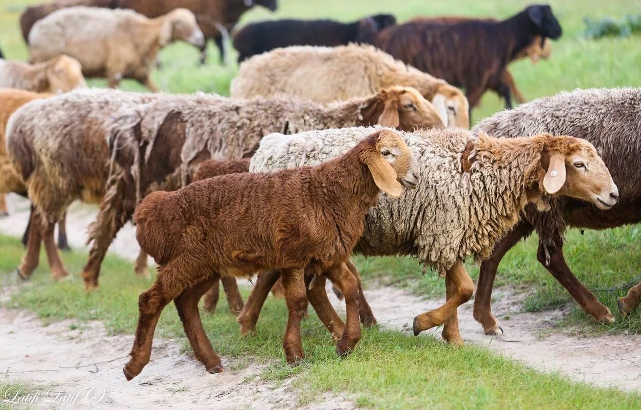овцы курдючные эдильбаевские. эдильбаевская порода овец. эдильбаевская порода овец. кумыс казахстан. казахские курдючные бараны.