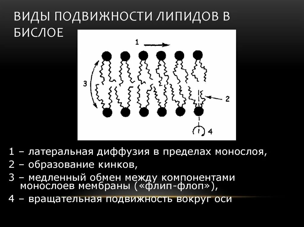 Латеральное движение. Типы движений молекул липидов в бислое.. латеральная диффузия липидов. движение фосфолипидов в мембране. типы движений липидных молекул в бислое мембран..