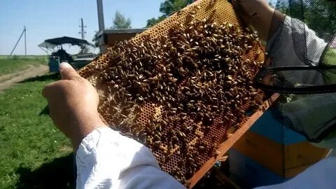 Рождение пчелы