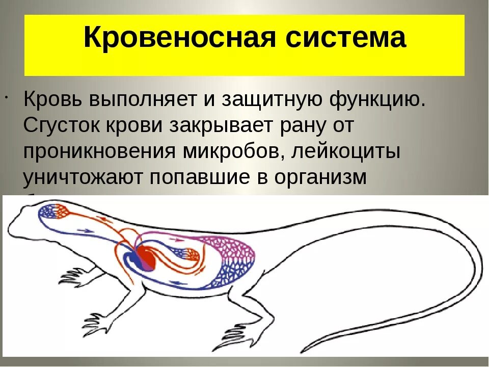 Какая кровь течет от легких у рептилий