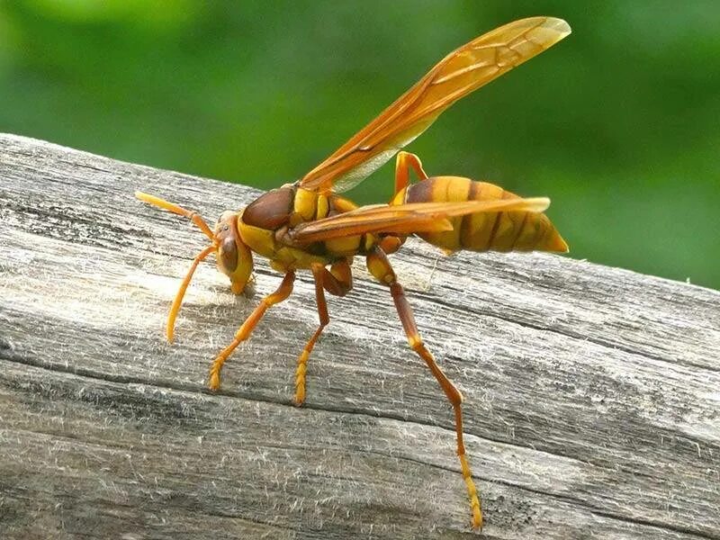 Оса начала. Оса палач. executioner wasp оса. шершень палач. оса палач насекомое.