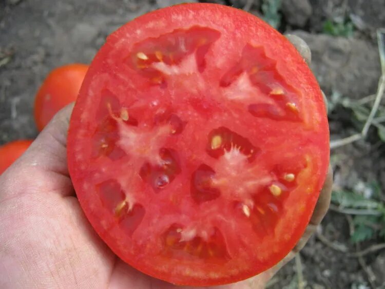 Томат каста ф1. Супернова томат. Томат каста ф1. Томат махитос f1. Томат супернова f1.