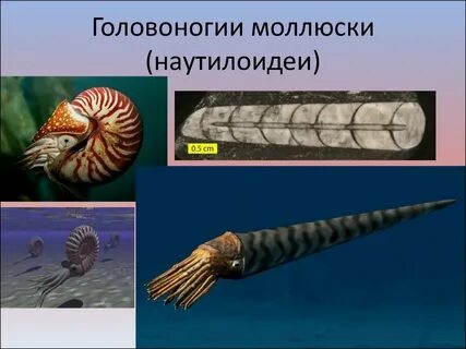 Четырехжаберными головоногими моллюсками являются