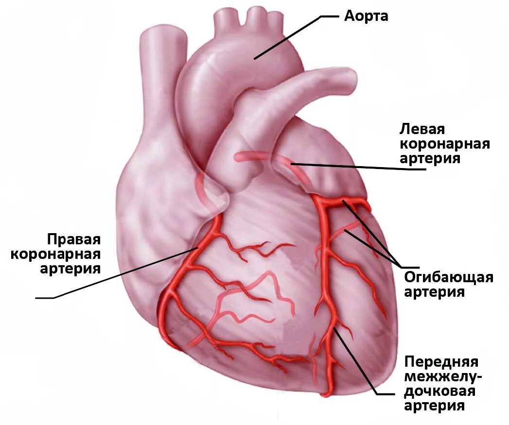 Правая венечная артерия анатомия. Правая венечная артерия сердца анатомия. Левая венечная артерия анатомия. Левая коронарная артерия анатомия.
