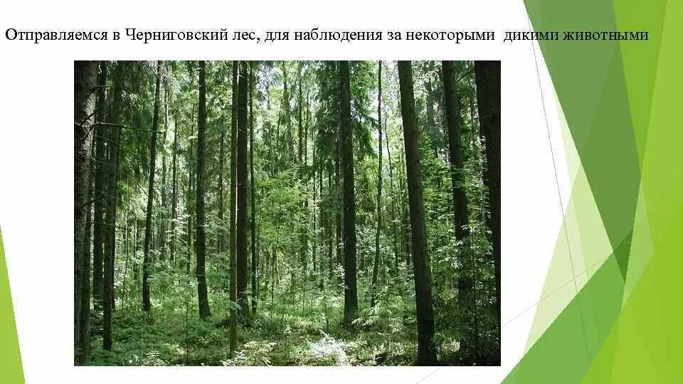Черниговский лес. Черниговский лес сергиев посад. Черниговский лес. Черниговский лес сергиев посад. Черниговский лес сергиев посад грибы.