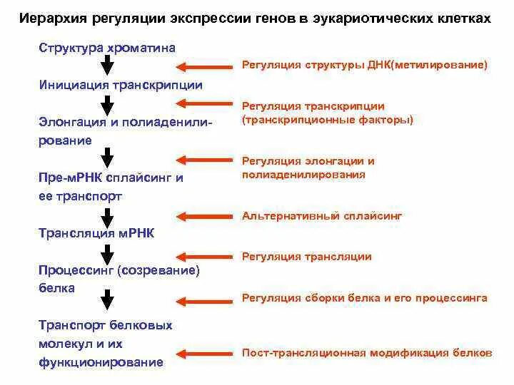Контроль экспрессии. Уровни регуляции генов у эукариот. регуляция экспрессии генов у эукариот. уровни регуляции экспрессии генов у эукариот. уровни регуляции экспрессии генов у эукариот таблица.