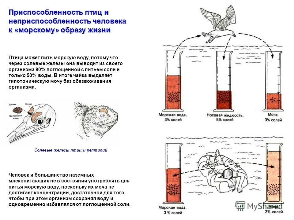 Секреторная жидкость. Носовая полость птиц. Солевые железы у пресмыкающихся. Носовая железа у птиц. Солевые железы.