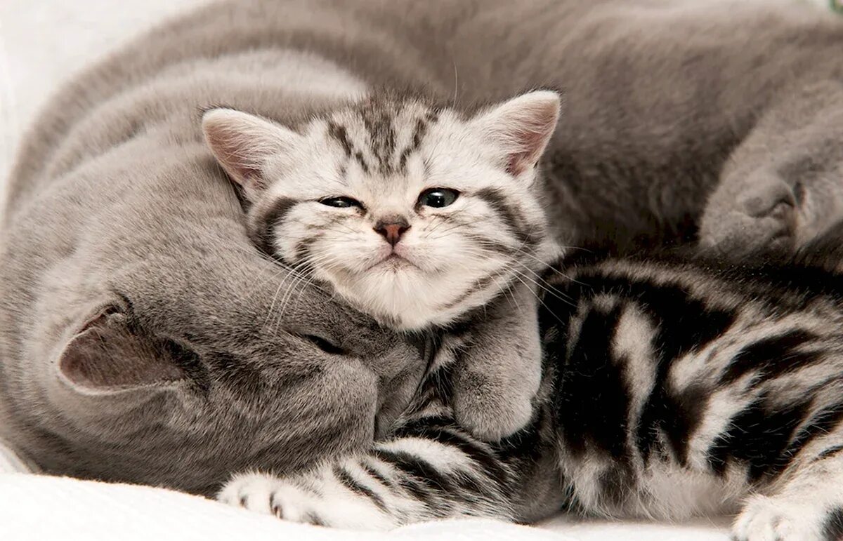 Кошка с котятами. Мама котя. Мама кошка и котенок. Мама котя. Мама котя.