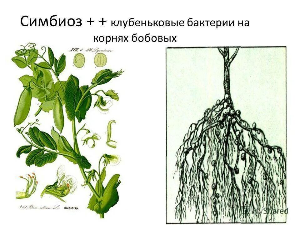 Бактериальные клубеньки бобовых. Клубеньковые азотфиксирующие бактерии. Азотфиксирующие клубеньки бобовых. Клубеньки на корнях. Клубенек гороха