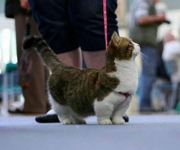 10 популярных идей на тему "munchkin kitten" для вдохновения
