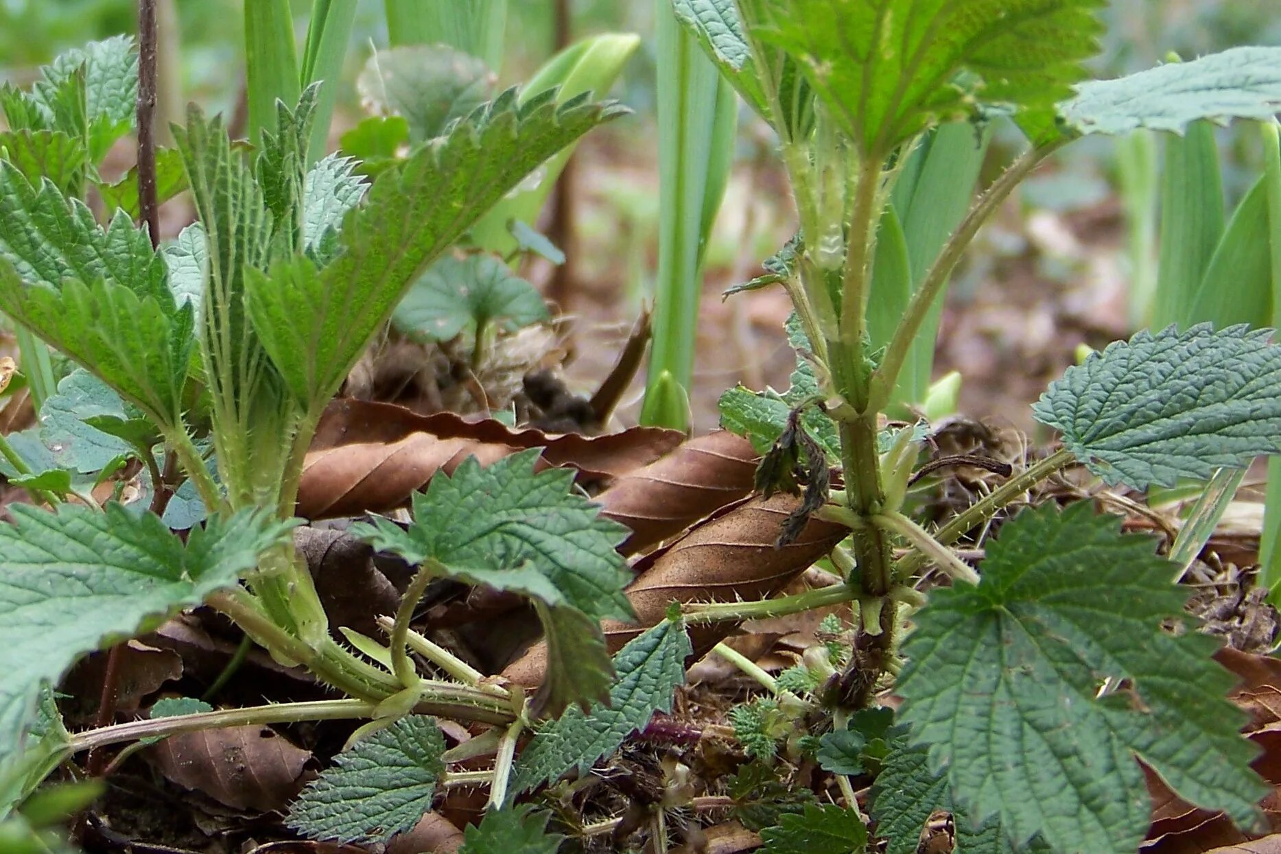 Крапива двудомная корневище. Крапива двудомная корень. Urtica dioica корень. Корень жгучей крапивы. Крапива почвы