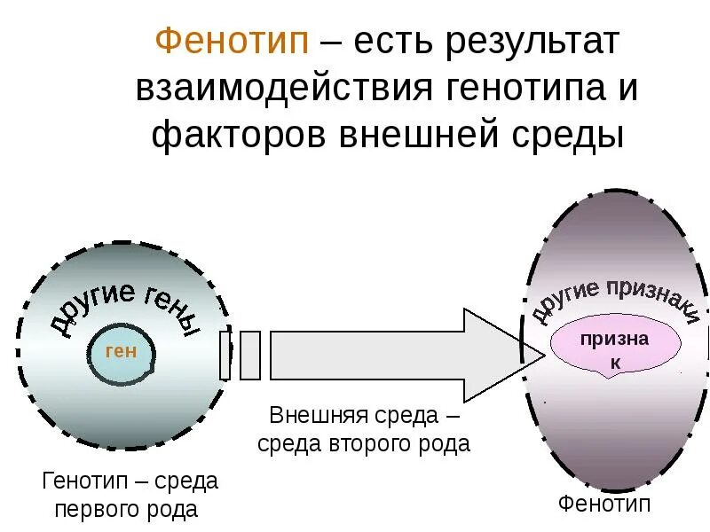 Биотип
