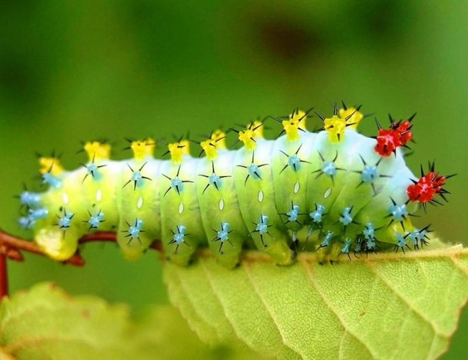 Маленькие зеленые гусеницы. Белая гусеница caterpillar. Гусеница мохнатая лесная. Гусеницы зеленые. Очень маленькая гусеница.