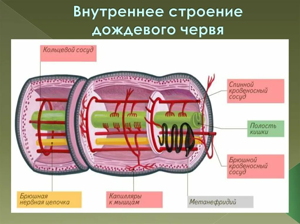 Система малощетинковых червей. Кровеносная система кольчатых червей. Класс Малощетинковые черви кровеносная система. Кровеносная система кольчатых червей схема. Малощетинковые кольчатые черви строение.