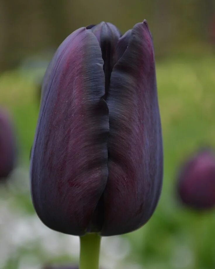 Квин оф найт. Тюльпан блэк джевел. тюльпан куин оф найт. tulipa queen of night тюльпан куин оф найт. тюльпан alexander pushkin.