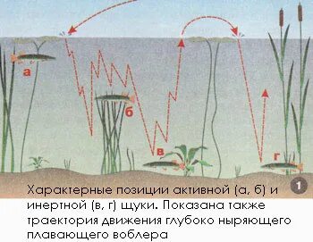 В какое время лучше ловить щуку