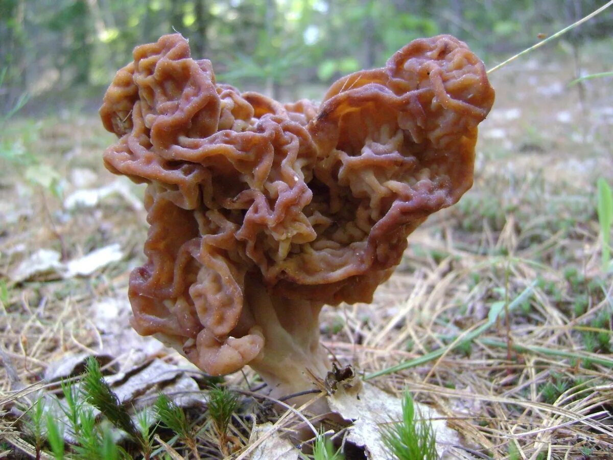 Гриб строчок обыкновенный. Обыкновенный строчок (Gyromitra esculenta). Гриб строчок и сморчок. Строчок обыкновенный ядовитый гриб.