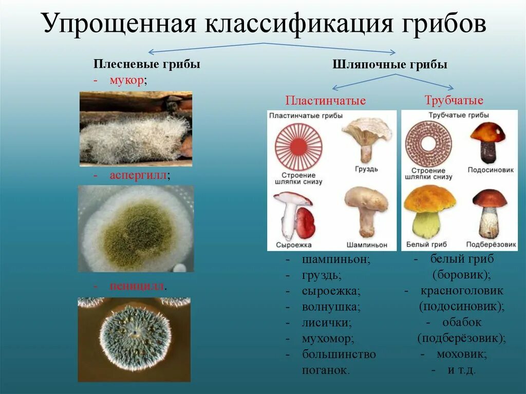 Плесневелые грибы примеры. Плесневые и Шляпочные грибы. Грибы Шляпочные грибы плесневые грибы. Мицелиальные плесневые грибы. Грибы шляпочники плесневики.