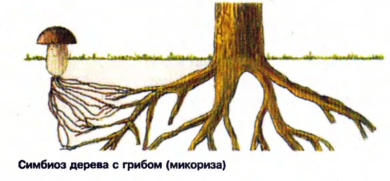 Грибы образующие микоризу с корнями. Симбиоз шляпочных грибов. Шляпочные грибы микориза. Микориза это симбиоз гриба и дерева. Микориза с грибами-симбионтами.