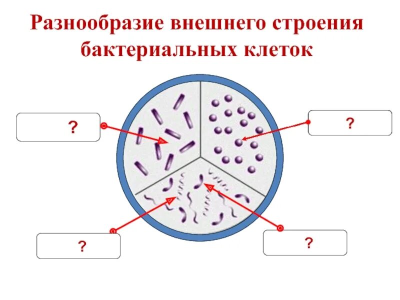 Контрольная работа по биологии 7 бактерии. Разнообразие внешнего строения бактериальных клеток. Задания по бактериям. Строение бактерии. Задания по строению бактерий.