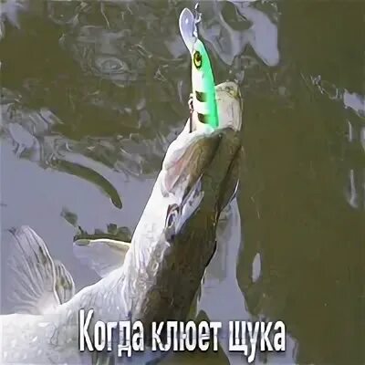 Клев щуки осенью