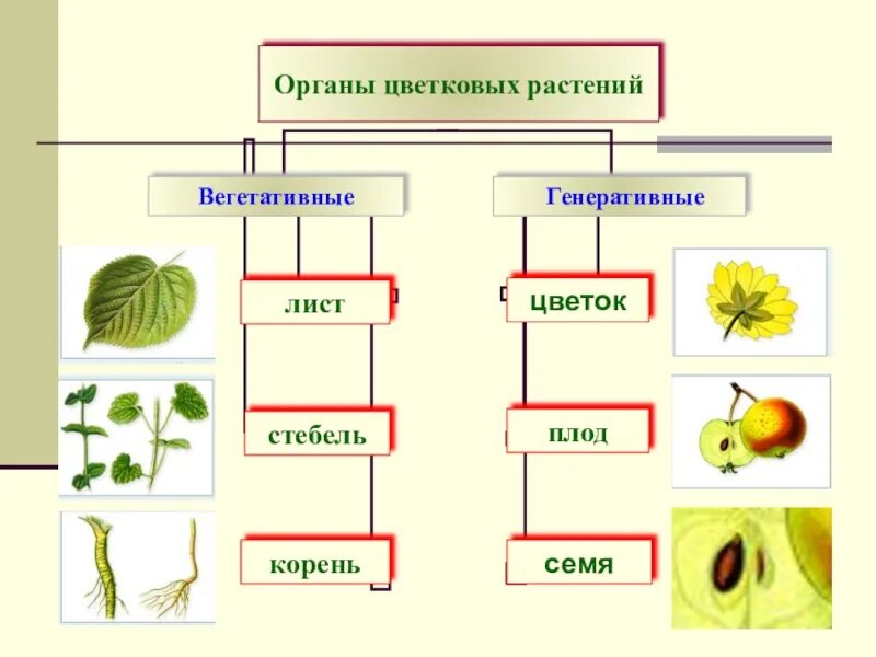 Генеративные органы перечислить. Органы цветковых растений вегетативные и генеративные. Вегетативные органы цветкового растения схема. Органы растений вегетативные и генеративные схема. Генеративные органы растений схема.