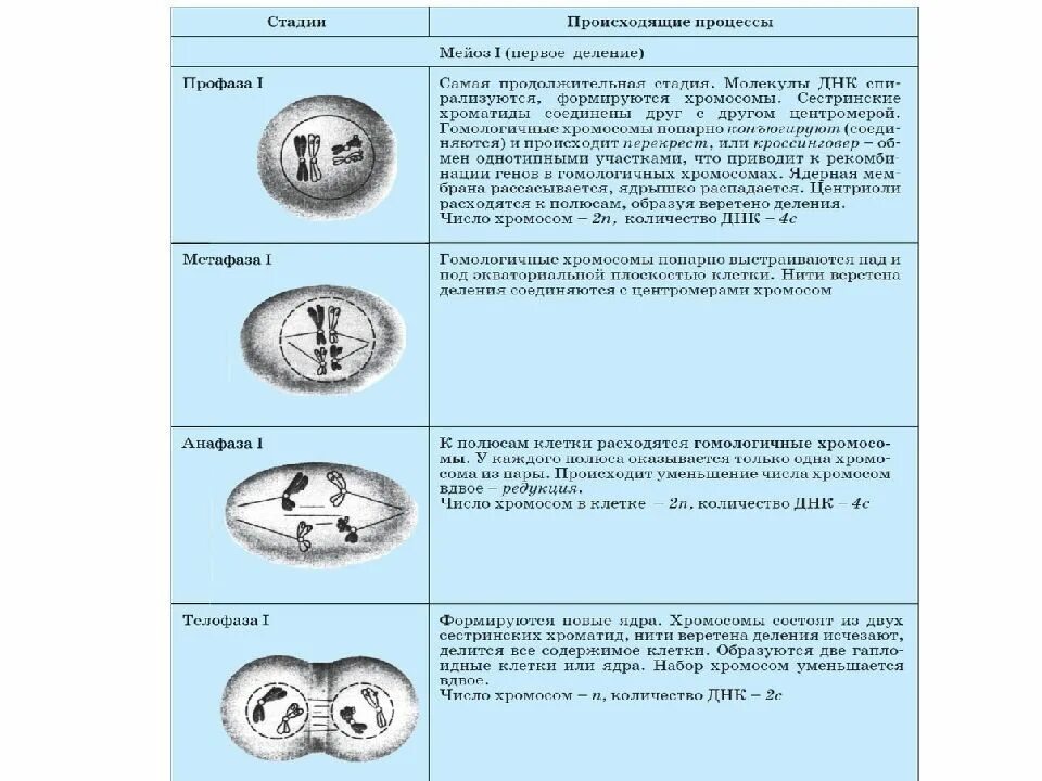 Фазы мейоза 1 и 2 деление таблица. Мейоз 1 фазы и процессы. Стадии профазы 1 мейоза 1. Этапы профазы мейоза. Профаза описание процесса