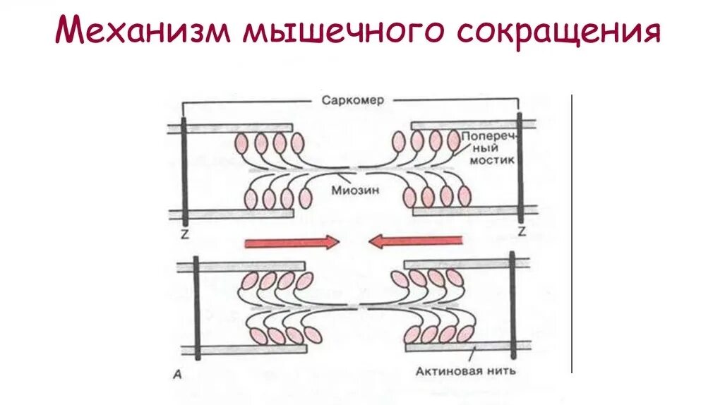 Как происходит процесс сокращения мышечных волокон. Механизм мышечного сокращения и расслабления схема. механизм сокращения мышечного волокна схема. механизм сокращения мышечного волокна скелетных мышц. схема мышечного сокращения физиология.