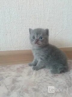 Продаю британских котят
