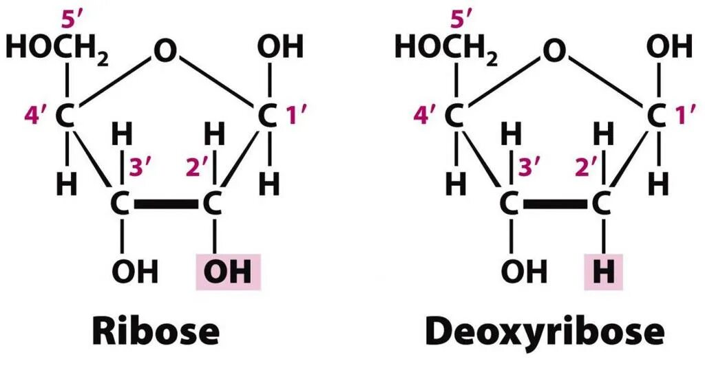 Рибоза рисунок. Рибоза и дезоксирибоза. 2 Дезоксирибоза. Рибоза циклическая формула. Дезоксирибоза циклическая формула.