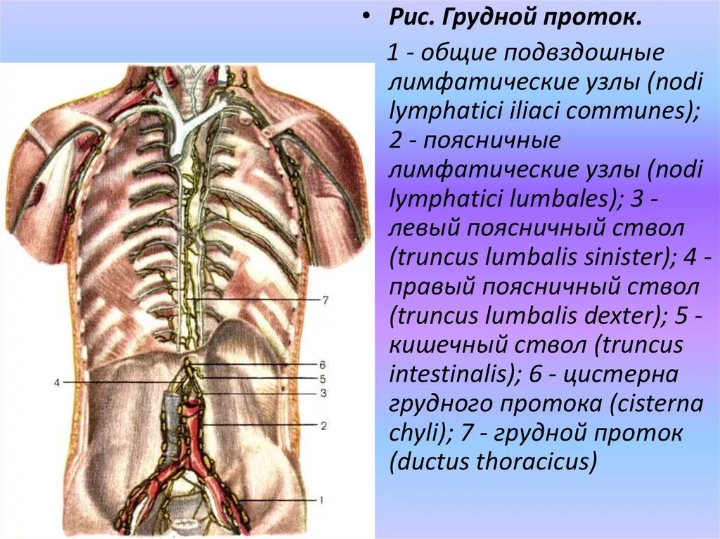 Лимфатические узлы грудного протока. Топографическая анатомия грудного протока. Грудной проток лимфоузлы. Грудной лимфатический проток топография цистерна. Поясничные лимфоузлы