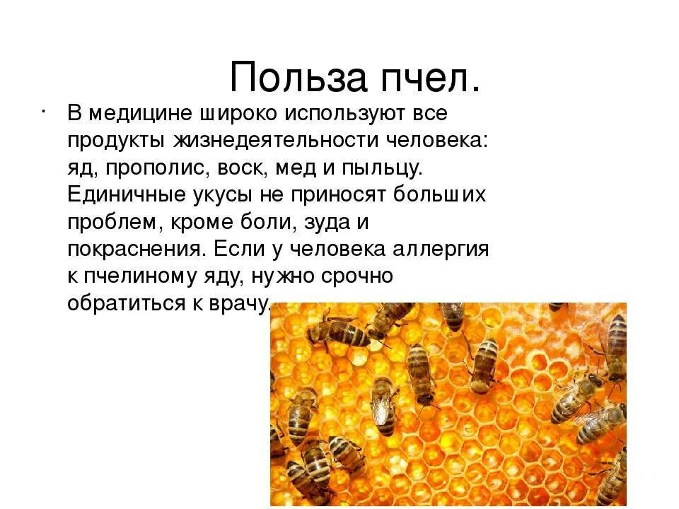 Сообщение о пчелах. Польза от пчел. Доклад о пчелах. Важность пчеловодства.