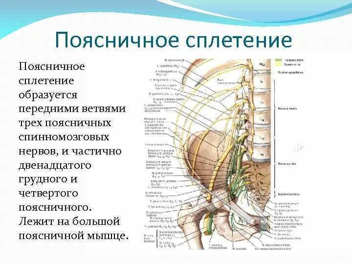 Ветви крестцового сплетения схема. Крестцовое сплетение анатомия. Поясничное сплетение анатомия. Крестцовое сплетение спинномозговых нервов.